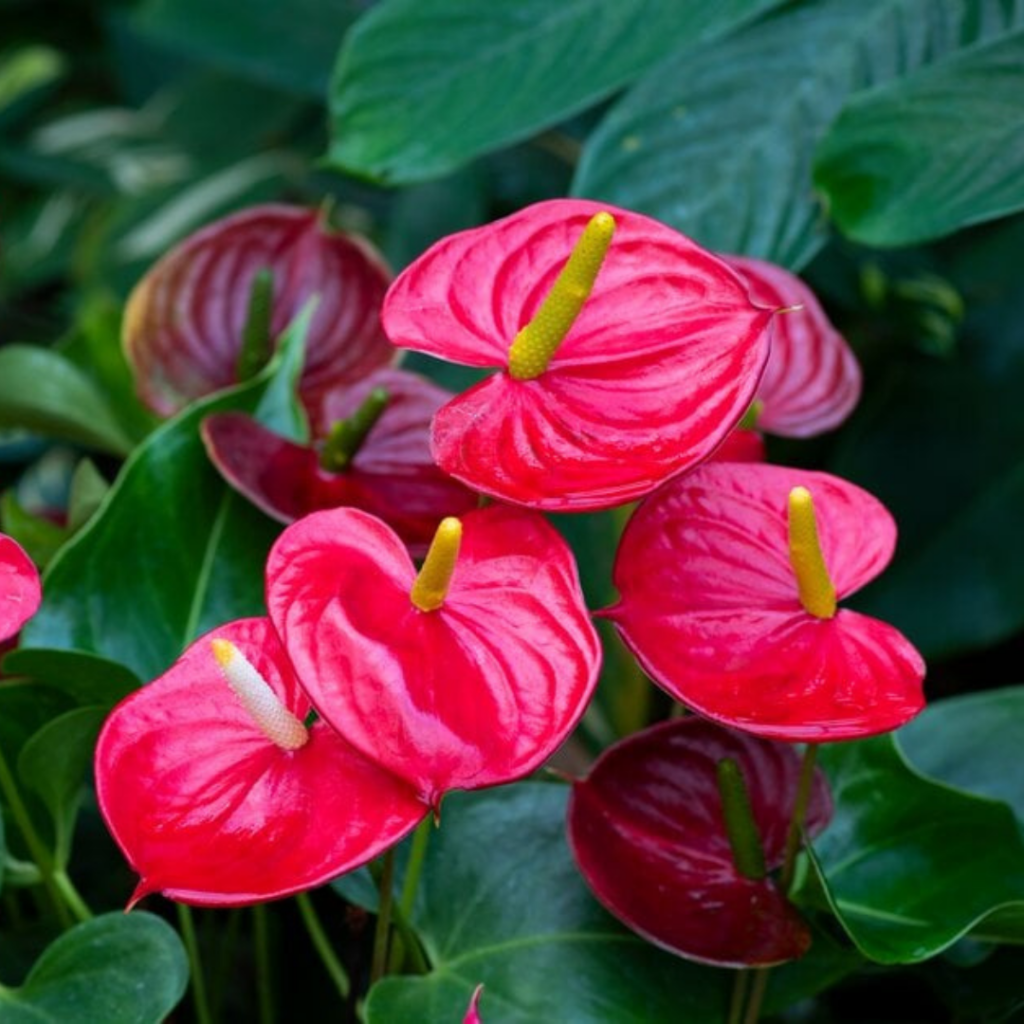 Anthurium