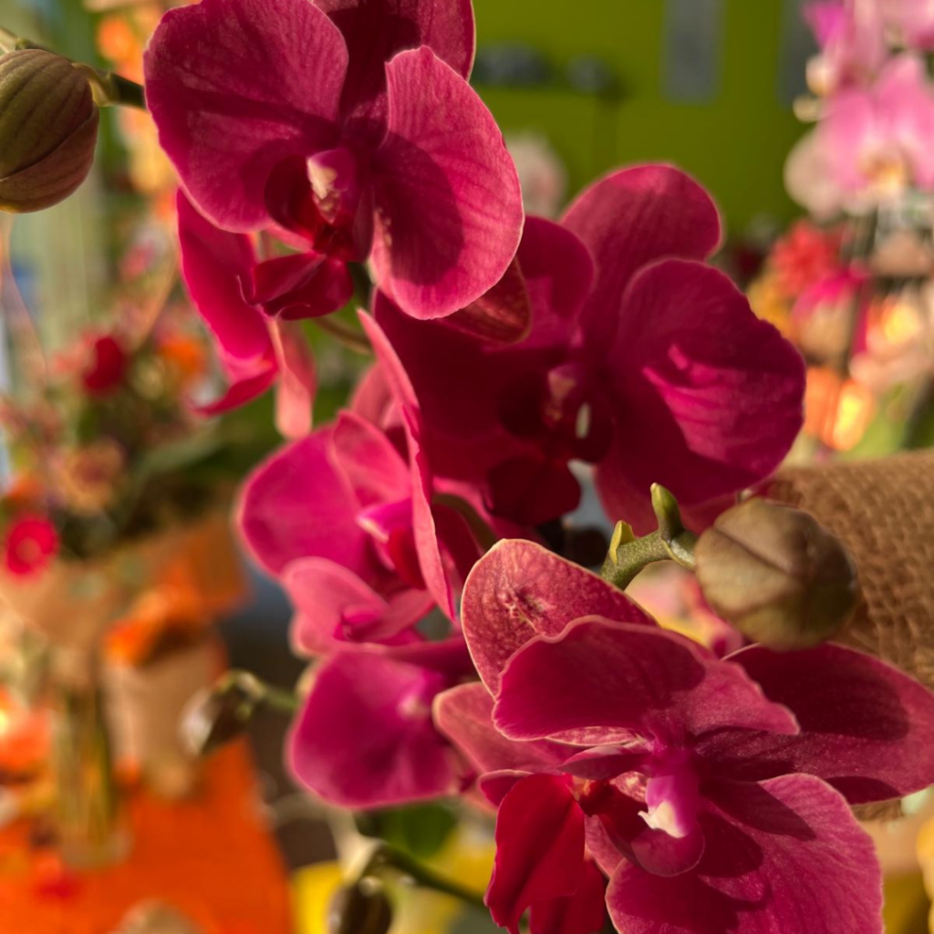Phalaenopsis con coprivaso