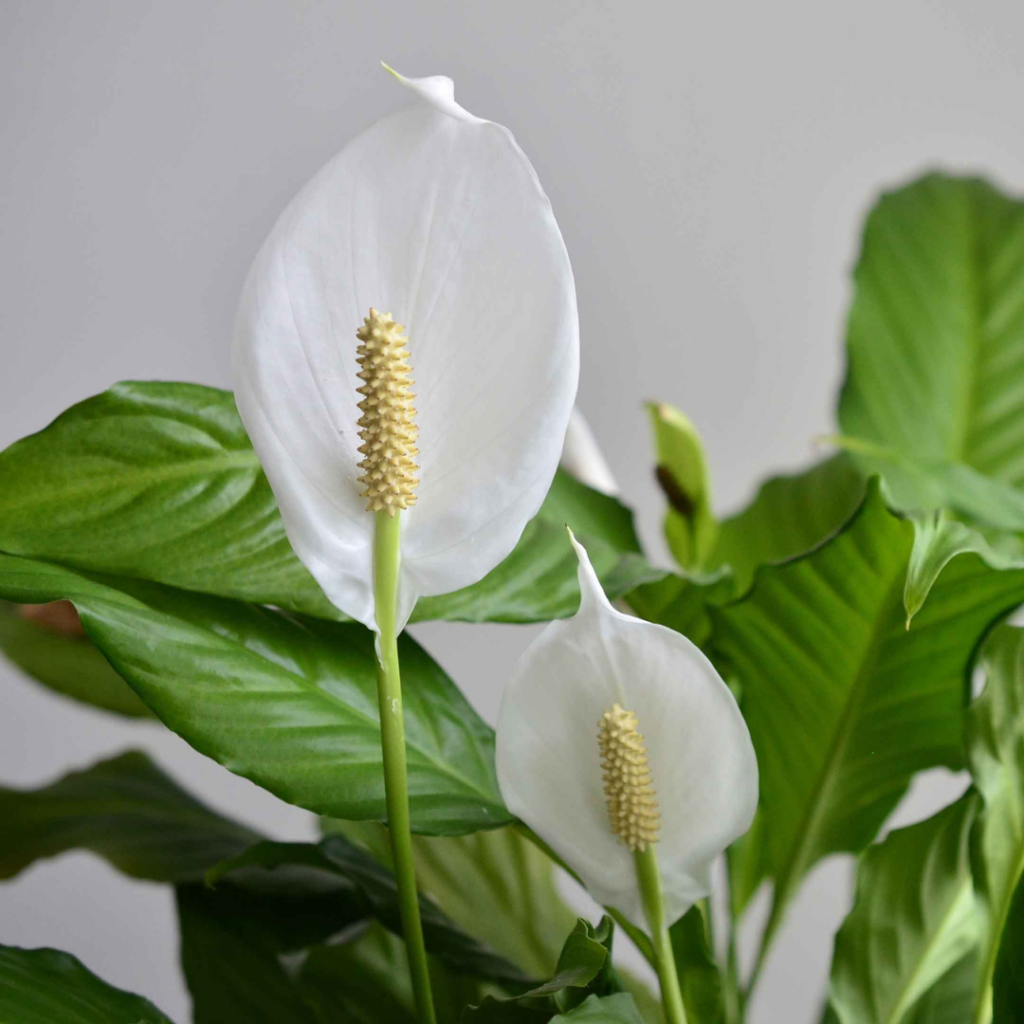 Spathiphyllum